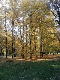 Trees in cemetery during autumn