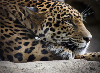 Close-up of a jaguar looking away