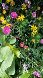 Close-up of flowers blooming outdoors