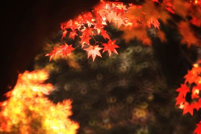 Close-up of autumn leaves on tree at night