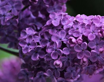 Close-up of purple flowers