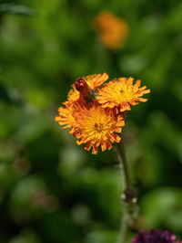 Close-up of butterfly pollinating on flower