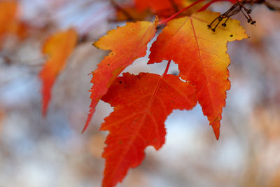 Close-up of red maple leaves on branch