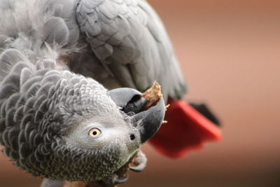 Close-up of a bird