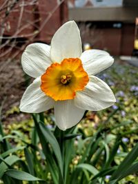 Close-up of yellow flower