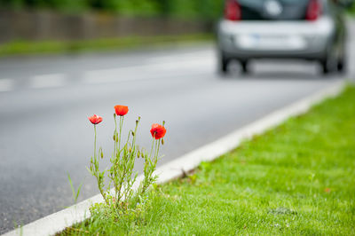 Red poppy flowers growing on road