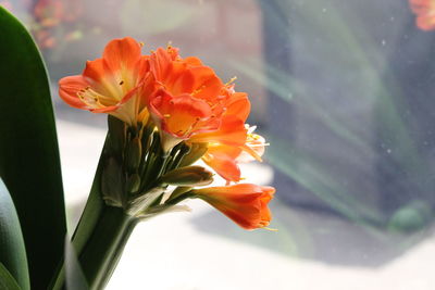 Close-up of orange flowers against glass window