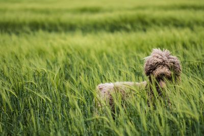 Side view of hairy dog standing on grassy field