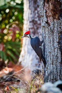 Close-up of bird perching on tree