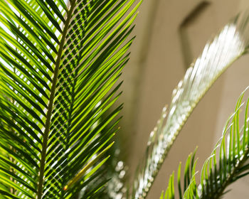 Low angle view of palm leaves