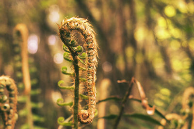 New growth on a fern is showcased against a forest background.