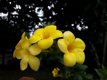 Yellow flowers blooming outdoors