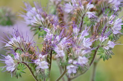 Close-up of purple flowering plants