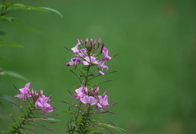 Close-up of pink flowers growing on plant