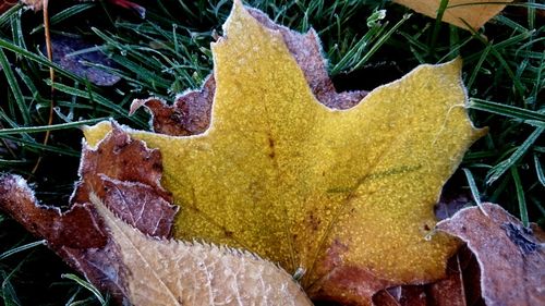 Close-up of yellow maple leaf on plant during autumn