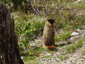 Marmot on tree trunk