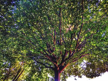 Low angle view of tree