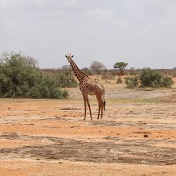 Giraffe standing on tree against sky