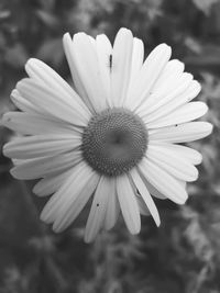 Close-up of white flower