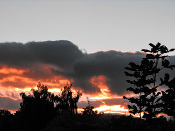 Silhouette trees against sky during sunset