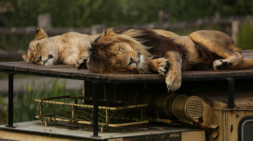 Close-up of lion and lioness sleeping at zoo