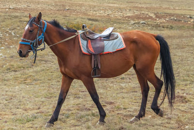 Horse standing on field