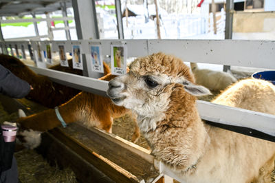 Close-up of goat