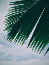 Low angle view of palm tree against sky