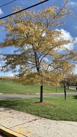 Trees on field against sky