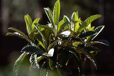 Close-up of fresh green plant