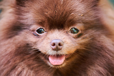 Pomeranian spitz dog in garden, close up face portrait. cute brown pomeranian puppy spitz pom dog