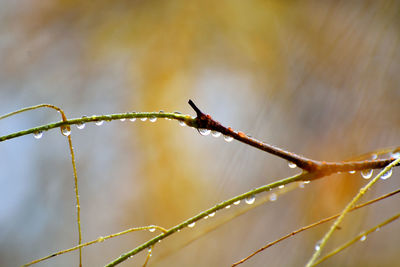 Close-up of insect on wet twig