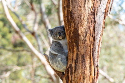 Squirrel on tree trunk