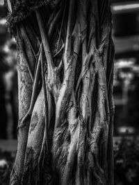 Close-up of tree trunk