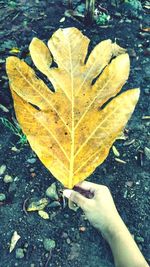 High angle view of person holding maple leaf