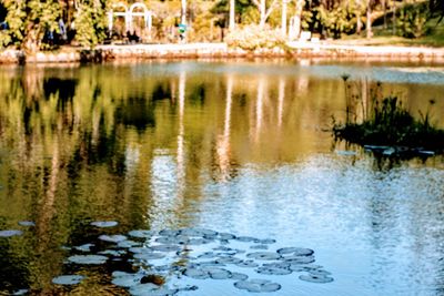 View of ducks floating on lake