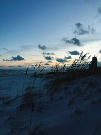 Silhouette plants on beach against sky during sunset