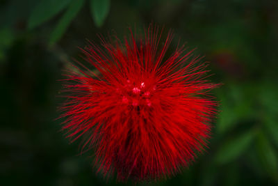 Close-up of red flower