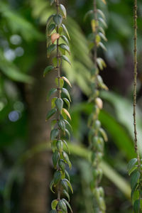 Close-up of plant hanging