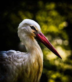 Close-up of bird