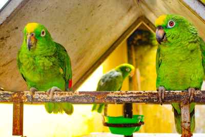 View of parrot perching