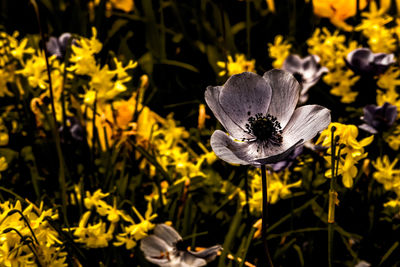 Close-up of yellow crocus blooming outdoors