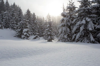 Trees on snow covered landscape