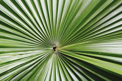 Full frame shot of palm leaf