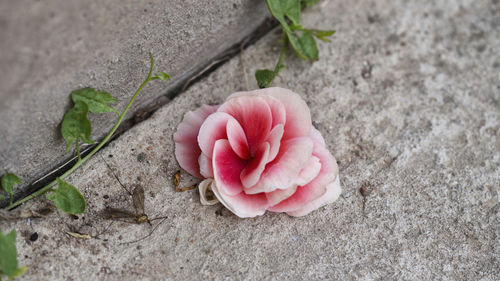 Close-up of pink rose