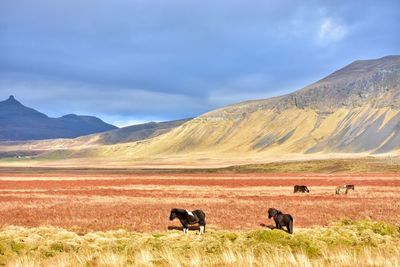 Icelandic horses in autumn fields in iceland