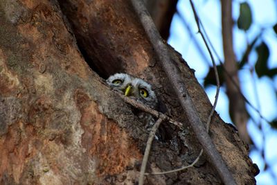 Low angle view of a bird on tree trunk