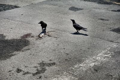 High angle view of birds perching on ground