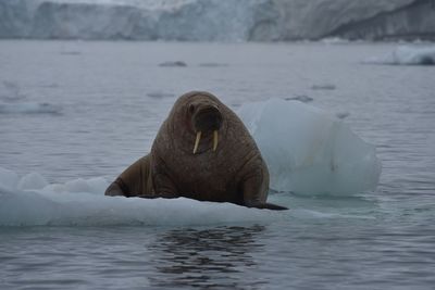 Duck swimming in sea