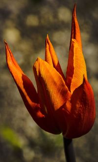 Close-up of orange rose flower